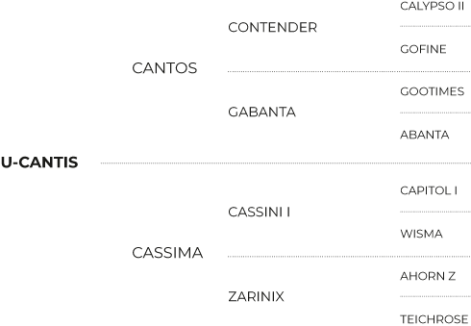 Pedigree