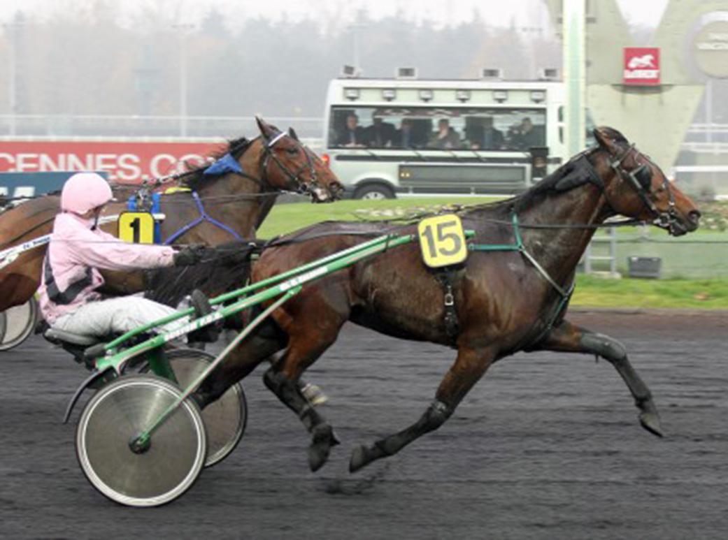 Haras trotteur hotsell